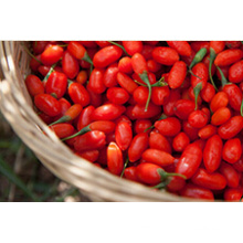 Goji Berry 2014new Crop (180-500grains / 50g)